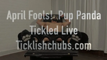 April Fools! Pup Panda Tickled Live!.webp