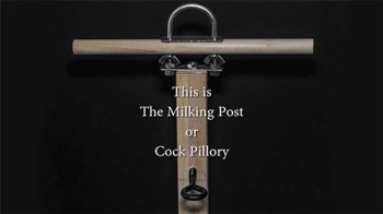 Locked into the Milking Post - Camera Angle 4.webp