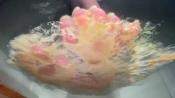 Bare feet stuck to glass with melted candy.webp