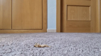 Friendly Fart Session 3.webp