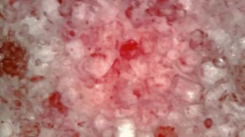 Devouring Haribo Chamallows Ruby with microcamera in mouth - Happy Valentine Day 720HD.webp