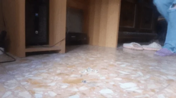 SHRUNK NEIGHBORS COME INTO MY HOUSE.webp