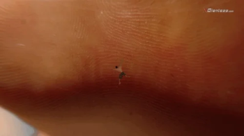 Giantess Ella - Shrunken Micro Sized Husband.webp