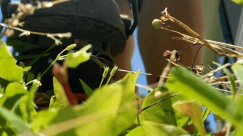 Unaware Giantess Does Yardwork.webp