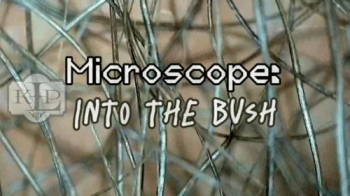 Microscope- Into the Bush.webp